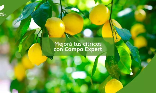 Citrus