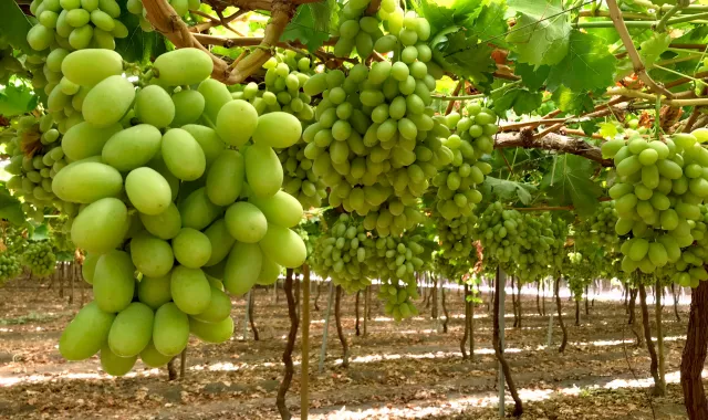 uvas-blancas