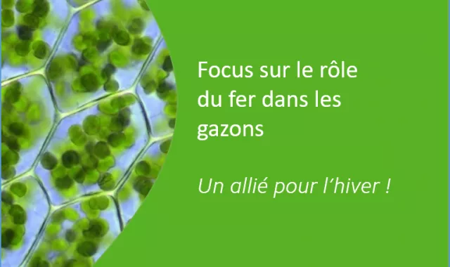 le rôle du fer dans les gazons un élément primordial