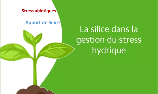 silice dans la gestion du stress hydrique