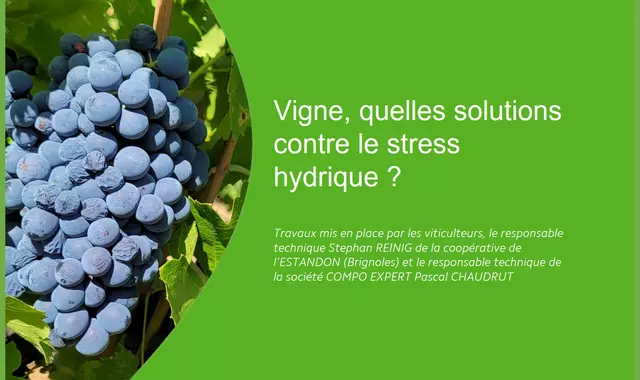 vigne les solutions contre le stress hydrique