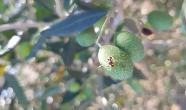 mosca dell'olivo