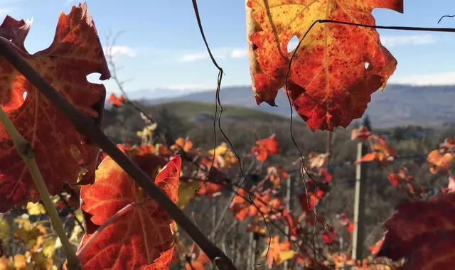 vite vino autunno