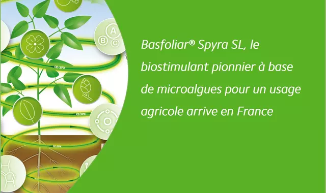 Basfoliar Spyra biostimulant à base de microalgues dont spiruline