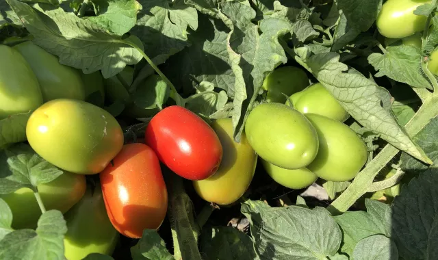 pomodoro industria