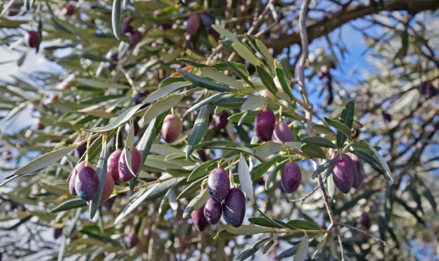 Rendimiento graso de la aceituna