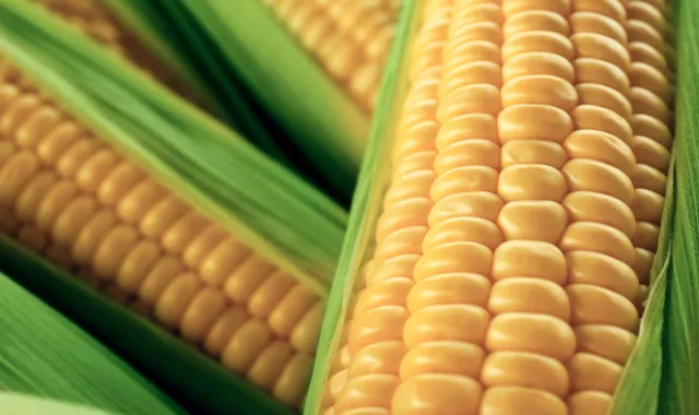 field crops corn title