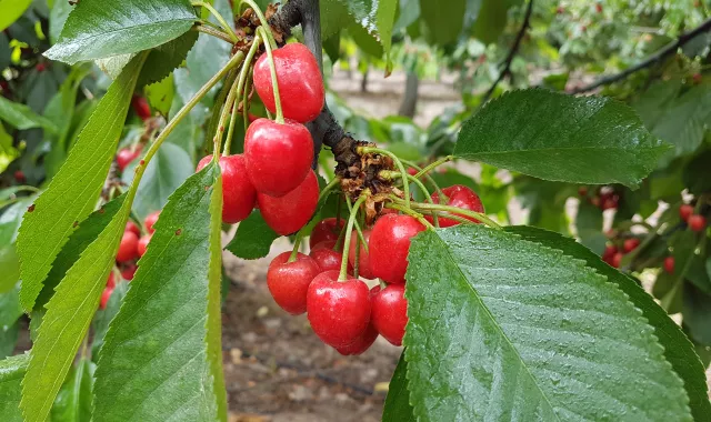 stone fruits cherry-title