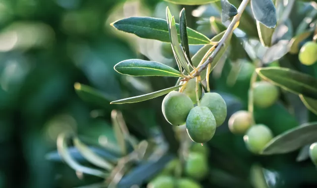 fruits olives-title