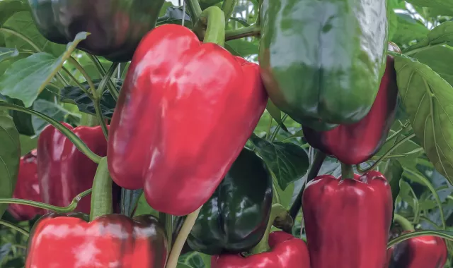 vegetables-pepper-v