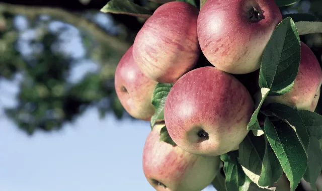 pome fruits apple-title