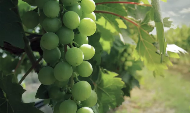 fruits grapes (wine)-title