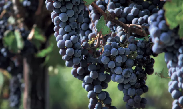 fruits grapes (wine)-v