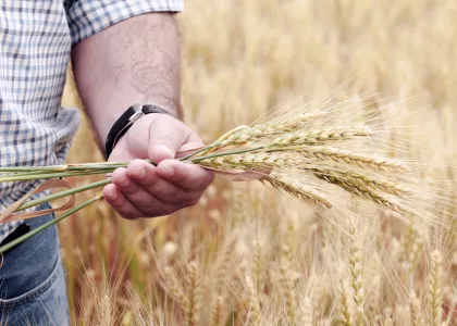 man holding field crops