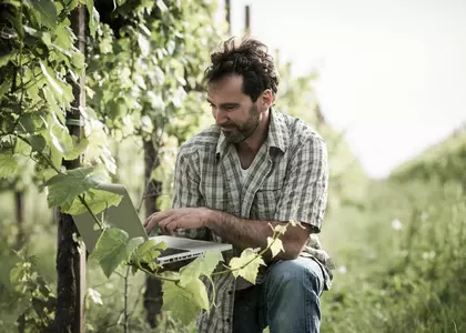 Man in the vineyard, looking at computer