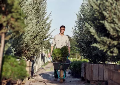 Man drives little tree in the wheelbarrow