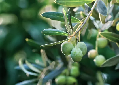Olive close up