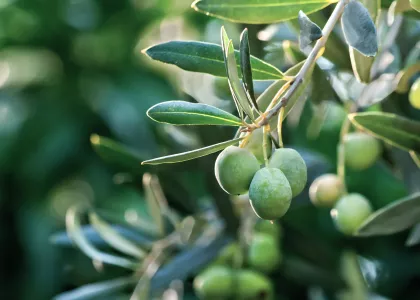 fruits olives-title