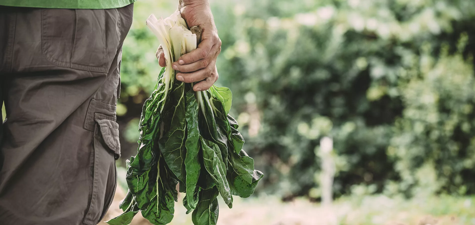 man holding vegetable