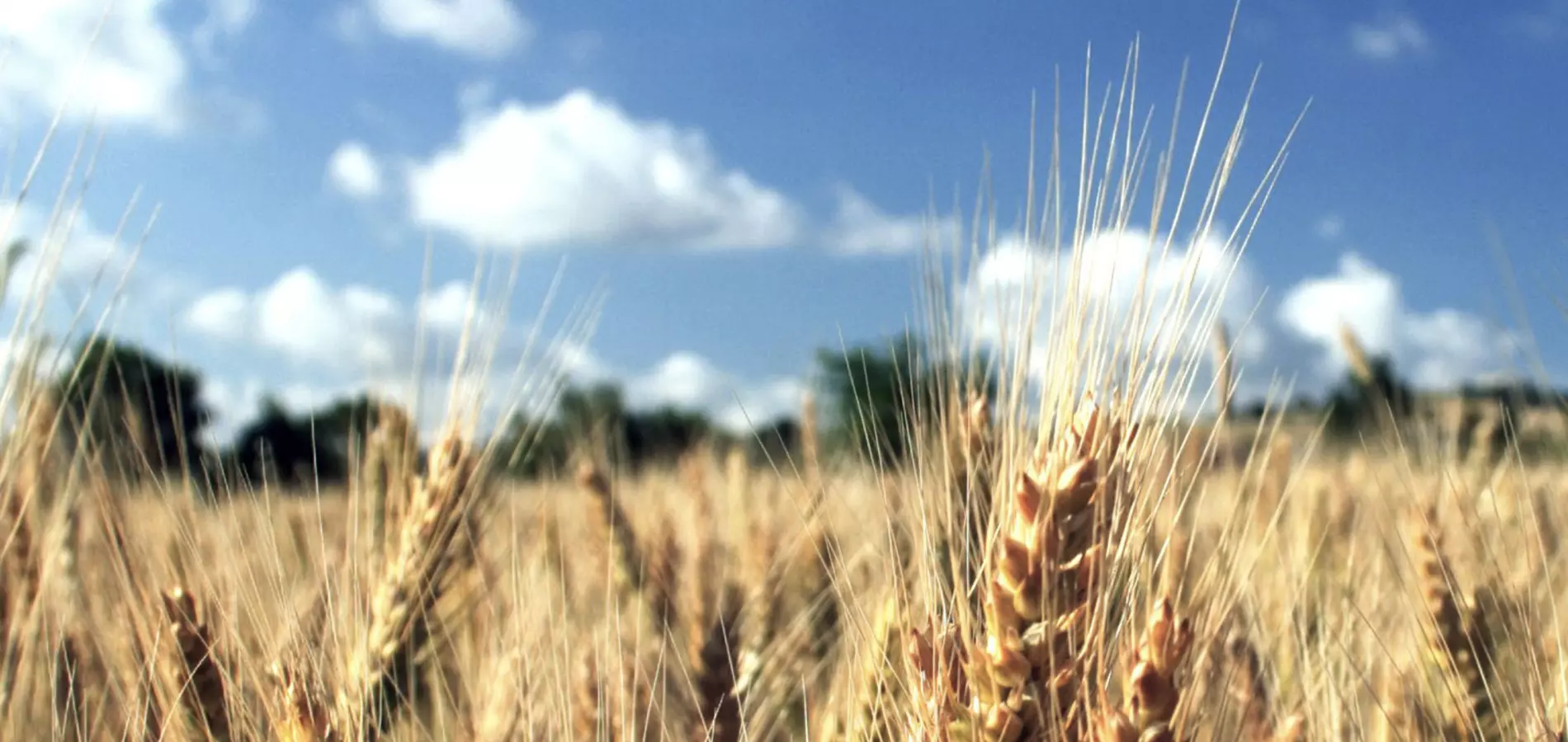 Wheat production v