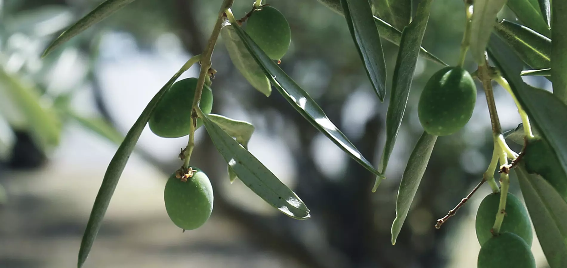 Olives production v