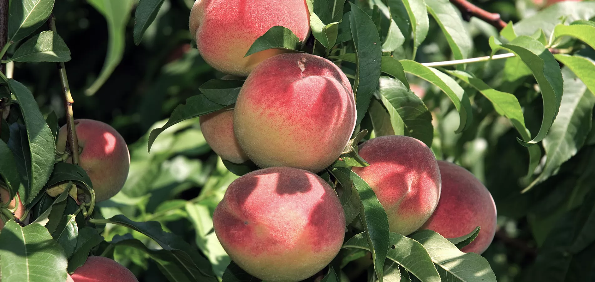 Stone fruits production h