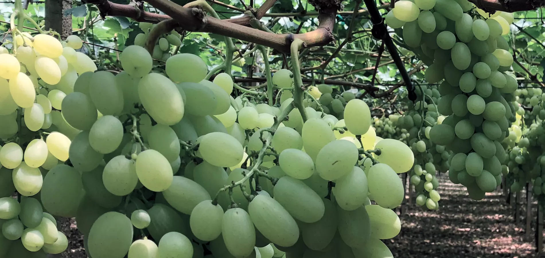 Table grapes production v