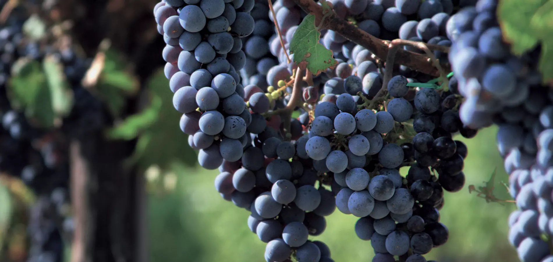 Wine grapes production v