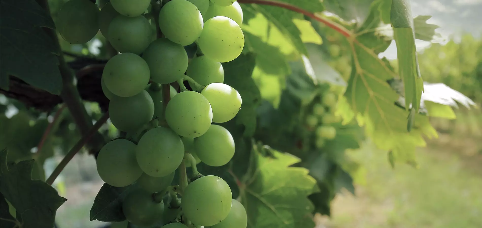 Wine grapes close up