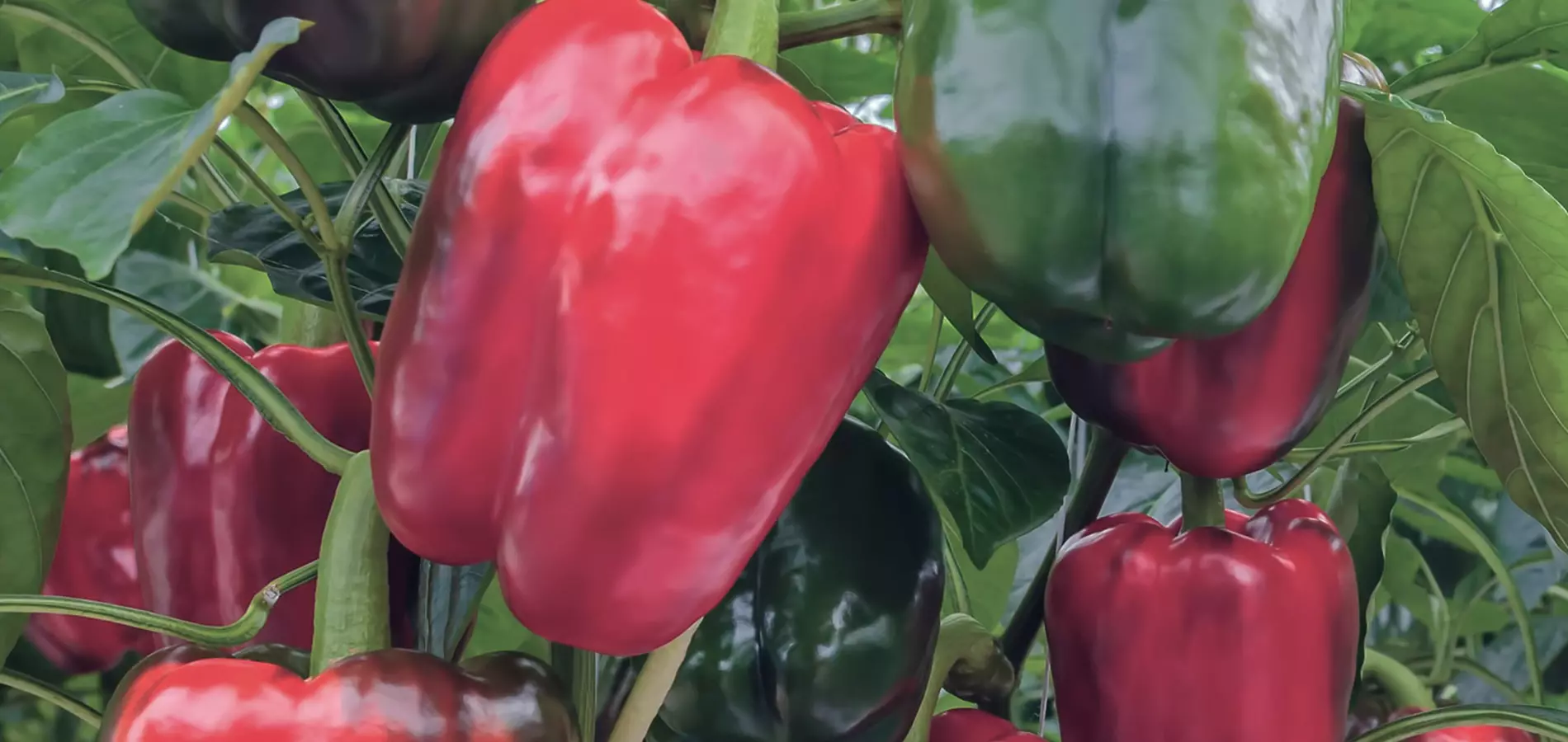 Pepper production v