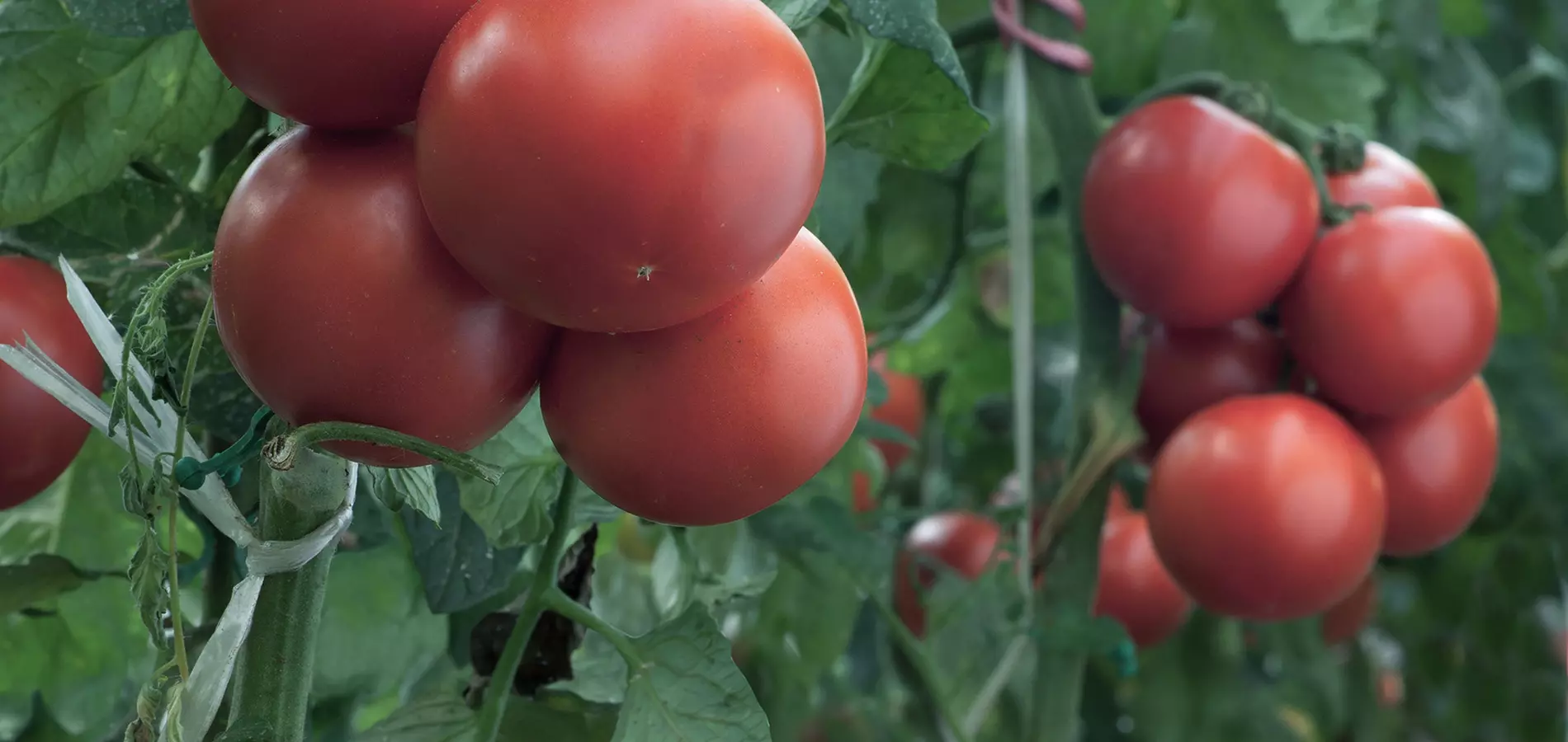 Tomato close up