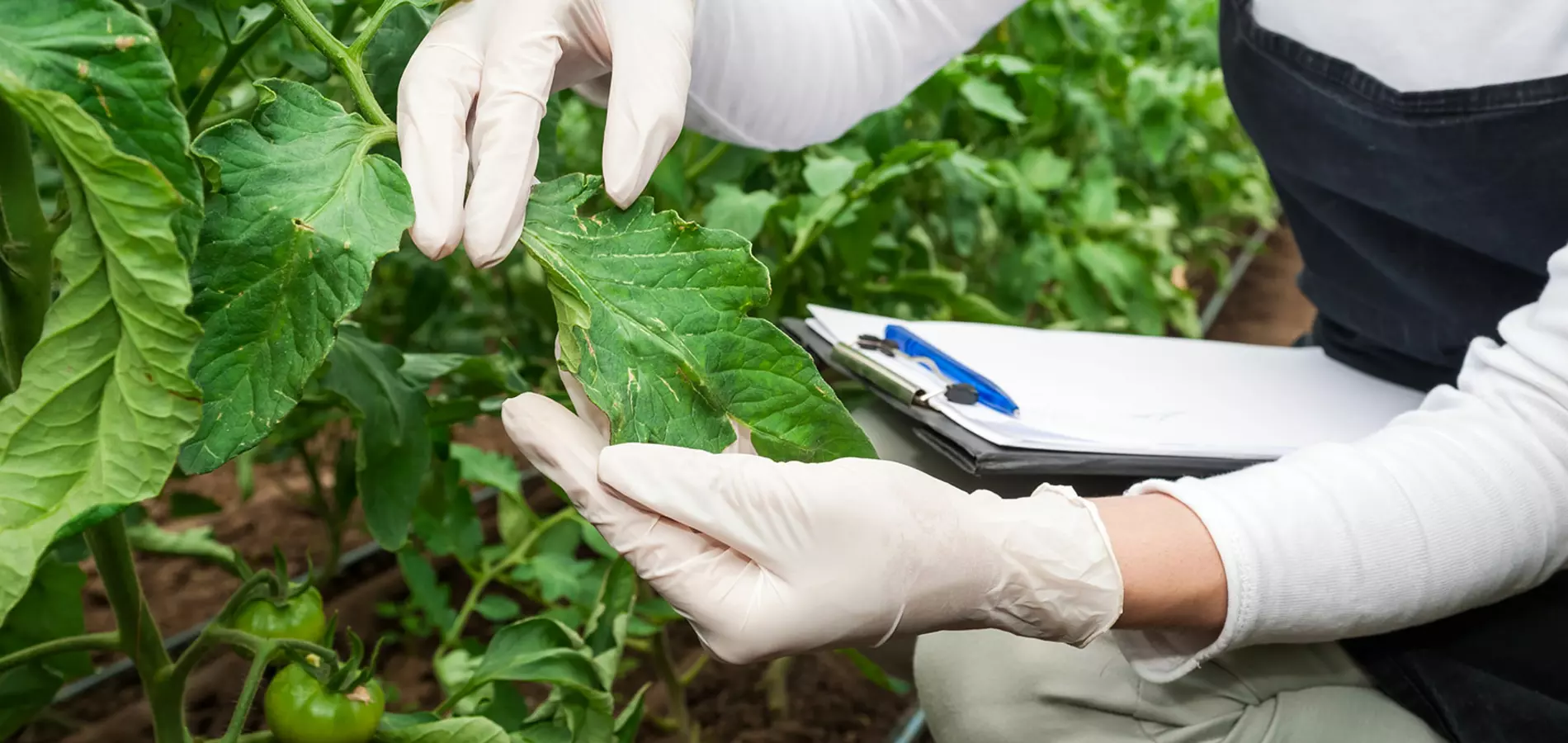 Un aporte inadecuado de nutrientes puede condicionar el equilibrio nutricional de nuestras plantas y cultivos