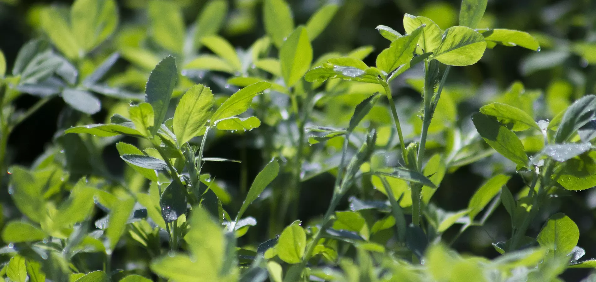COMPO EXPERT garantiza la efectividad de sus productos en el cultivo de la alfalfa