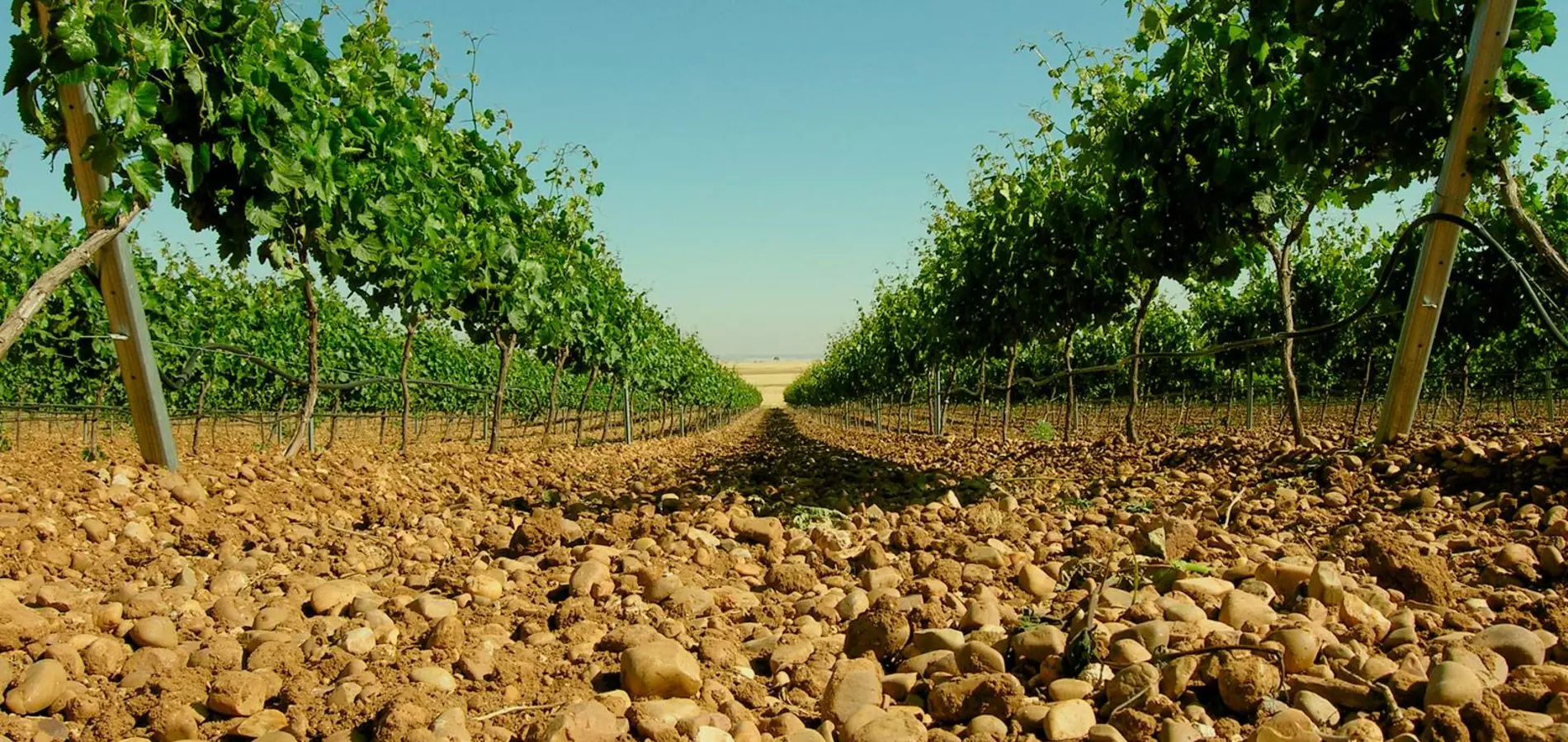 Hace unos días se iniciaron los ensayos en viñedos de Portugal con varios productos bioestimulantes de la compañía