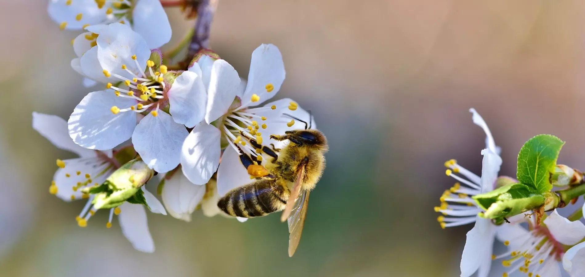 AEVAE y COMPO EXPERT colaboran en la recogida de residuos de envases agrícolas