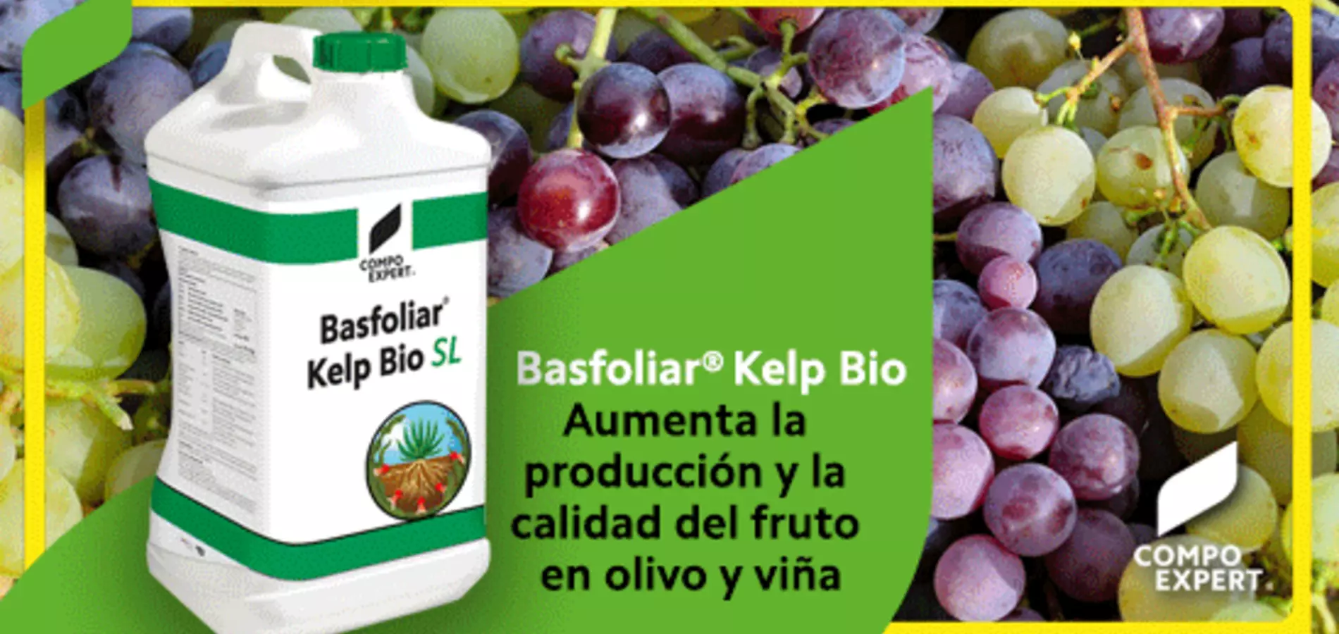 Basfoliar® Kelp Bio y Fetrilon® Combi en olivo y viña