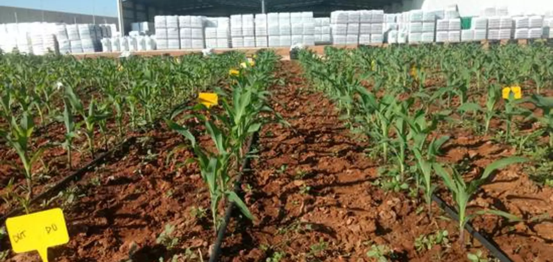 ¿Pueden convertirse los residuos de una planta de biogás en fertilizante?