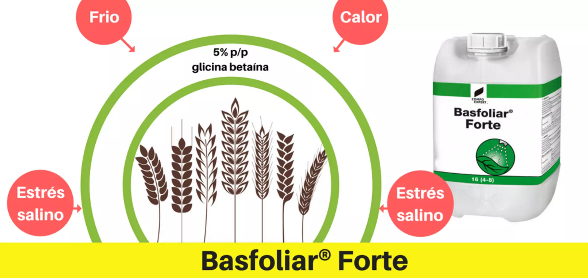 Nexur® y Basfoliar® Forte, aliados para el cereal