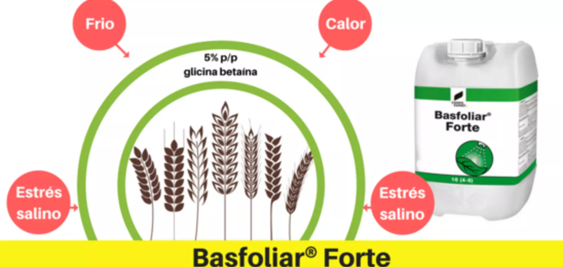 Nexur® y Basfoliar® Forte, aliados para el cereal