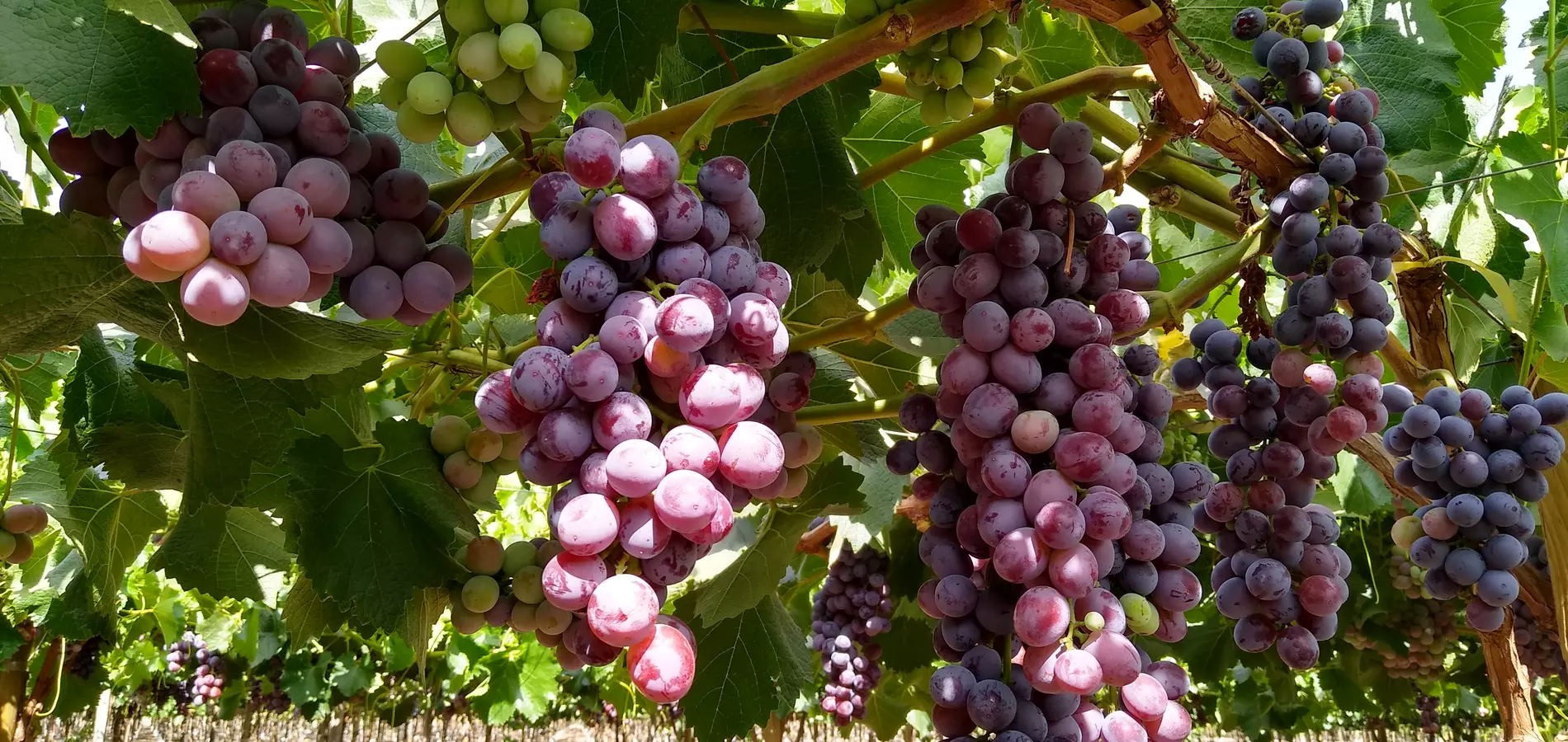 Uvas Rojas