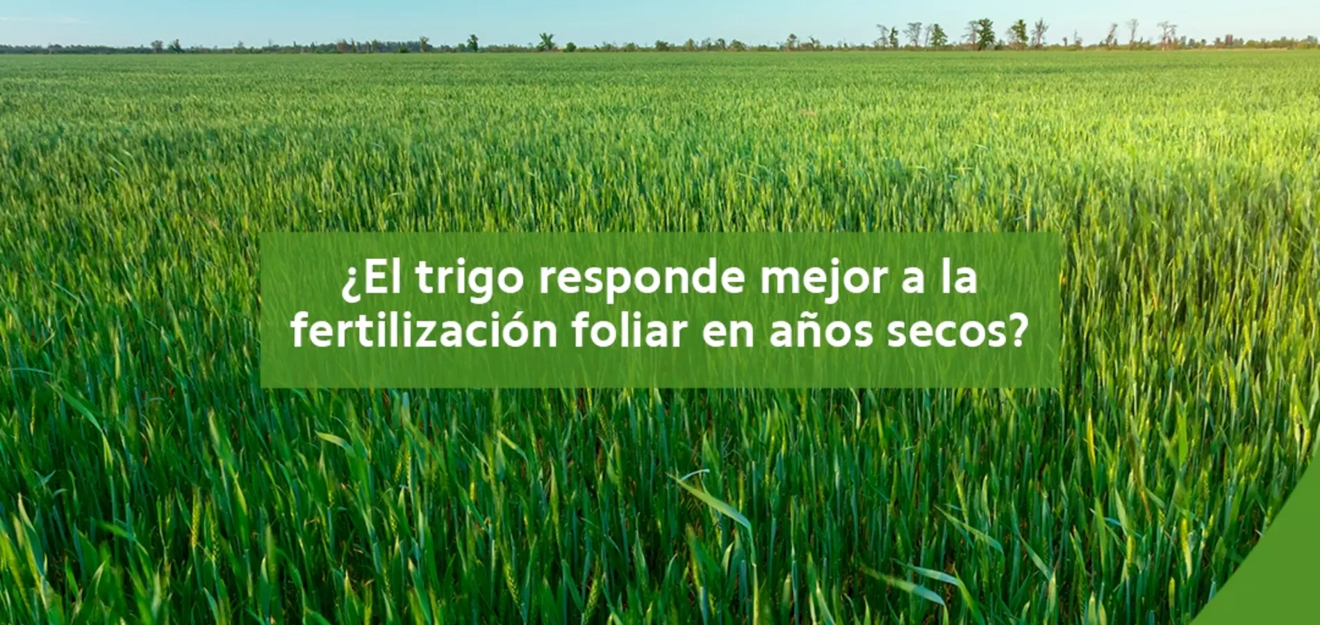 Trigo - fertilización foliar