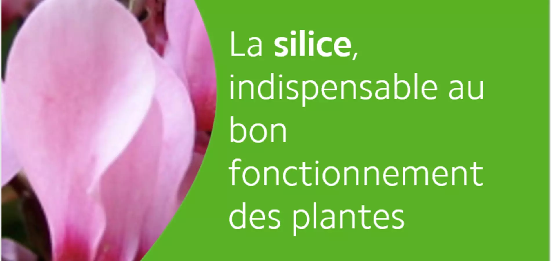 la silice un élément indispensable au bon fonctionnement des plantes