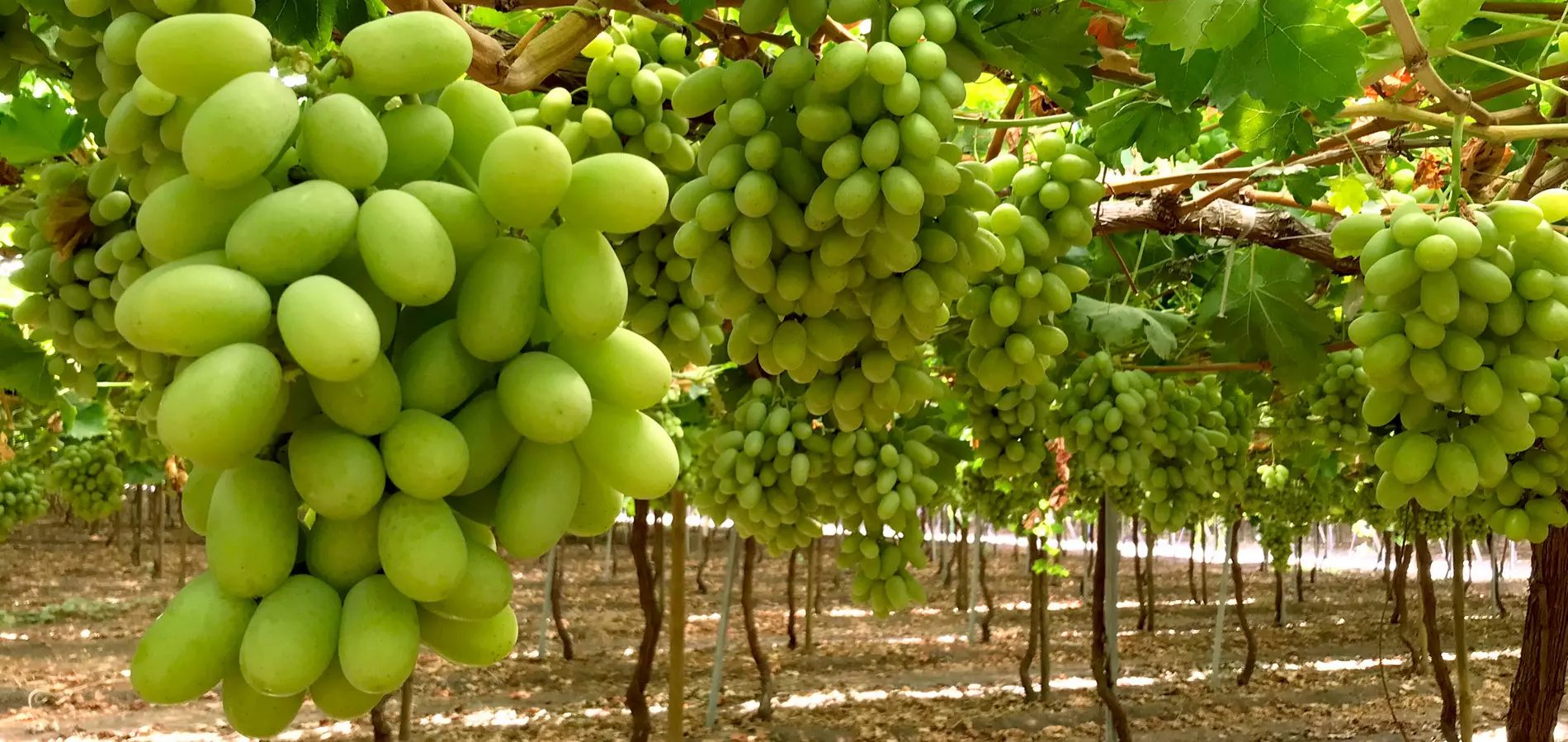 uvas-blancas