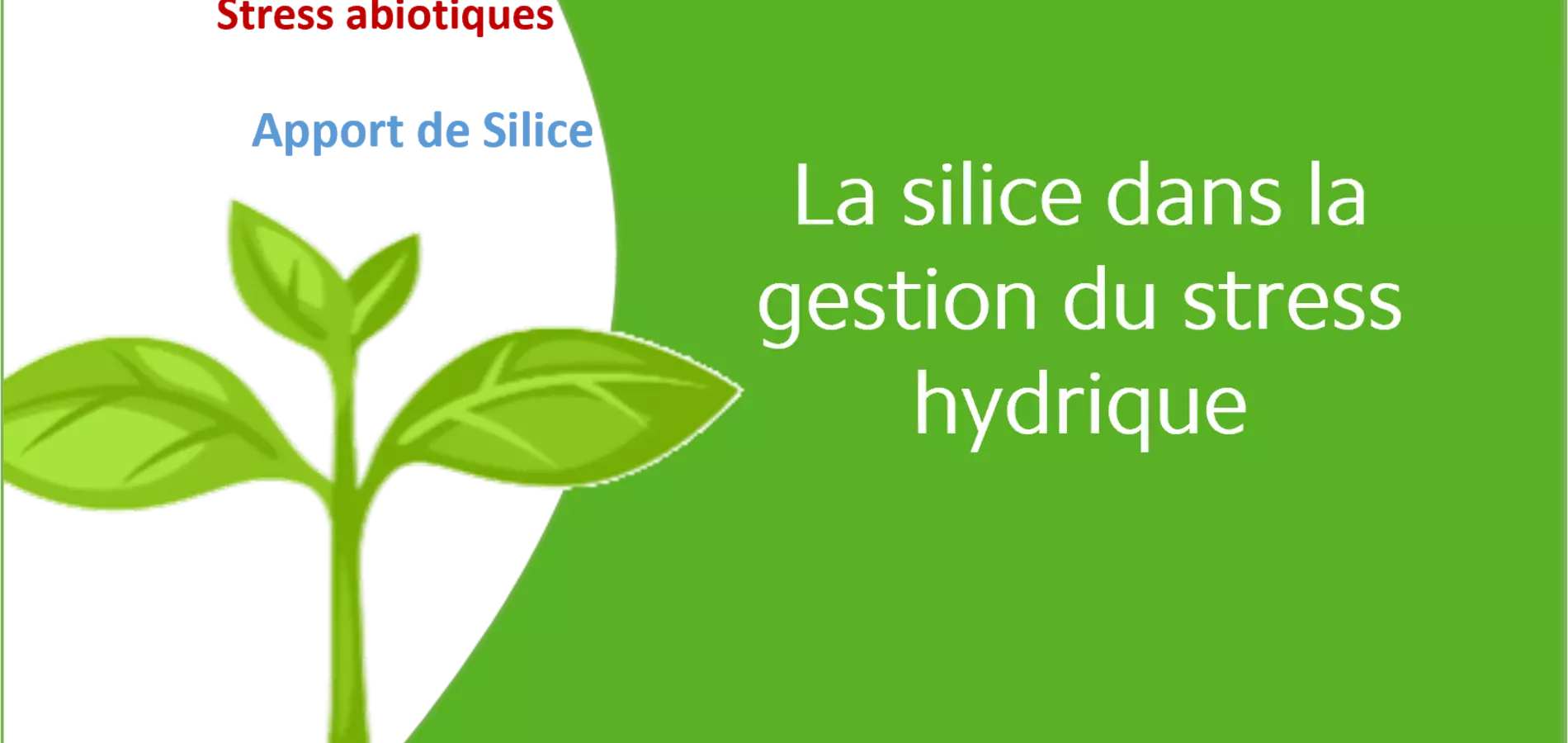 silice dans la gestion du stress hydrique