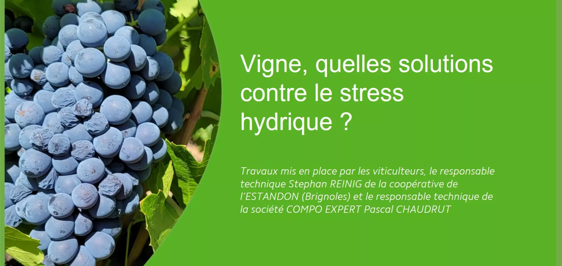 vigne les solutions contre le stress hydrique