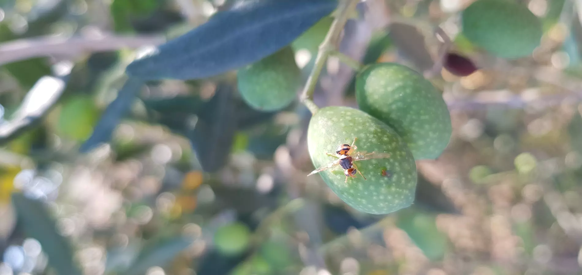 mosca dell'olivo