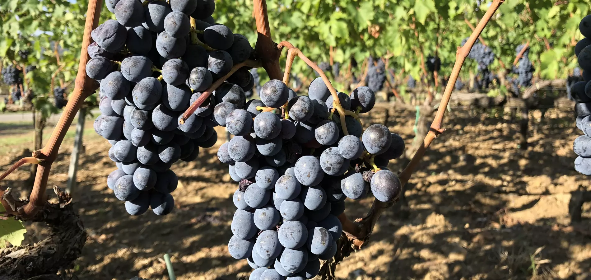 wine grape