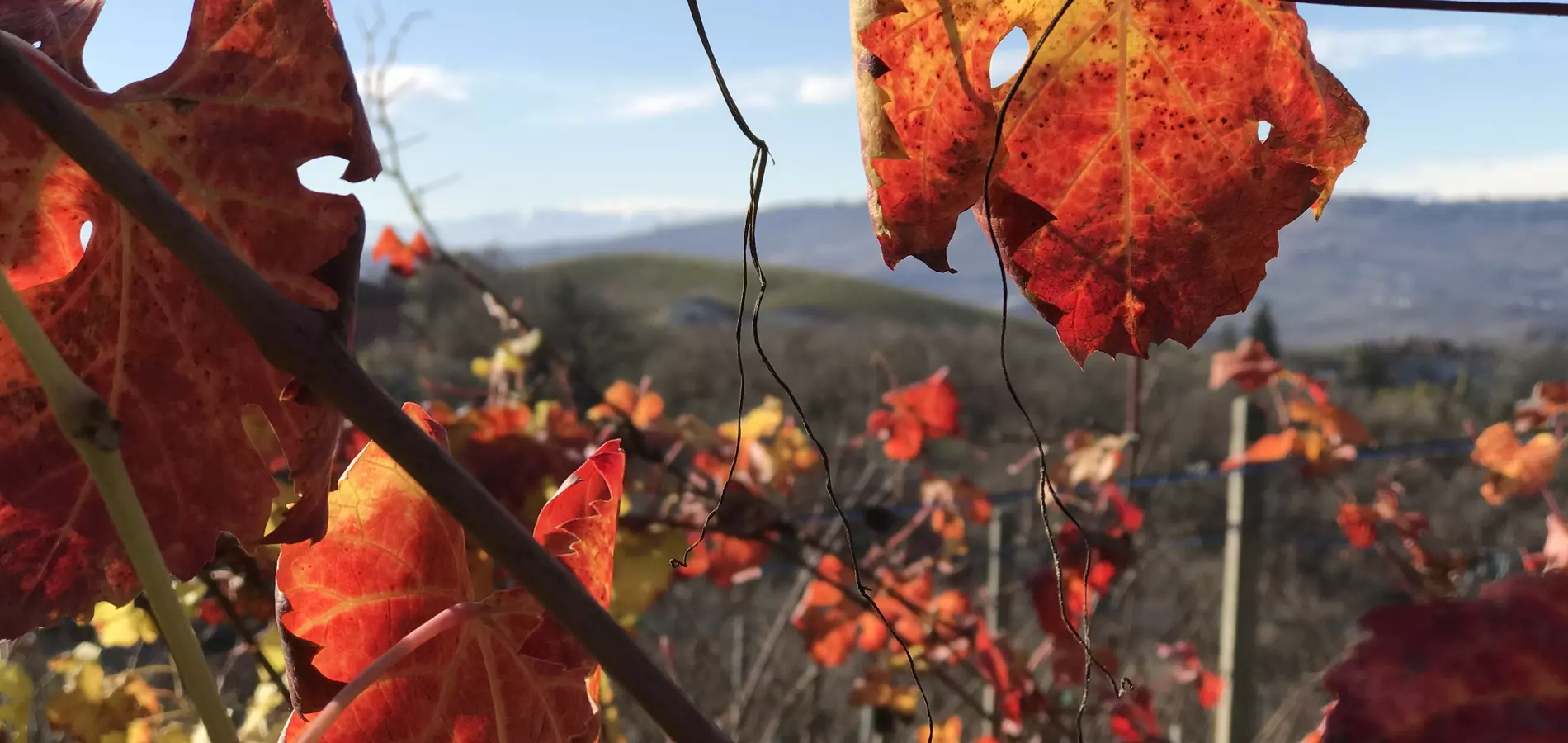 vite vino autunno