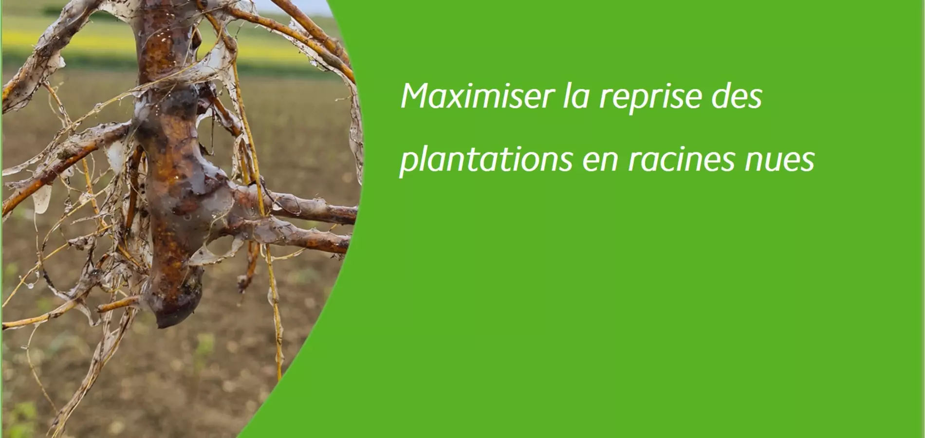 PraliGel Flo pralinage biostimulant pour maximiser la reprise plantations racines nues