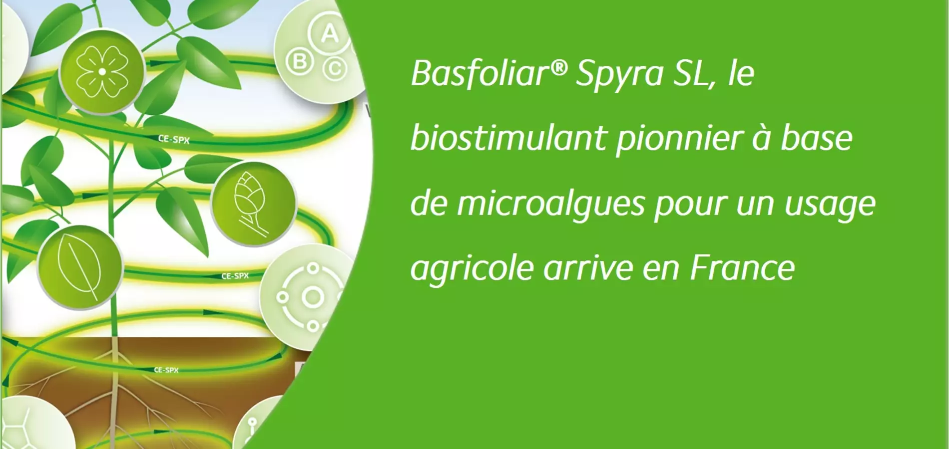 Basfoliar Spyra biostimulant à base de microalgues dont spiruline